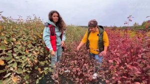 ДЕРЕН БЕЛЫЙ - НАСТОЯЩИЙ ШЕДЕВР ДЛЯ ЛАНДШАФТНОГО ДИЗАЙ?