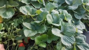 Клубника Мара де Буа, очередная вкусняшка из Франции!