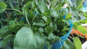 Весёлый эксперимент с детьми. Щавель на подоконнике з?