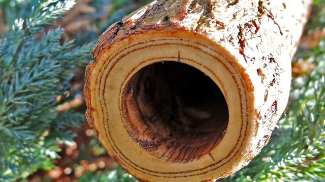 Native American Flute / Пимак Фа Ясень смотреть онлайн