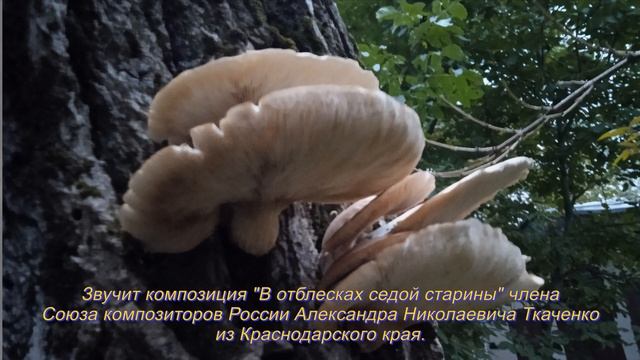 Гриб вешенка на тополе у подъезда дома моего. 3 октября смотреть онлайн