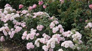 Видео обзор розы  Боника (Флорибунда) - Bonica  (Meilland Франц?