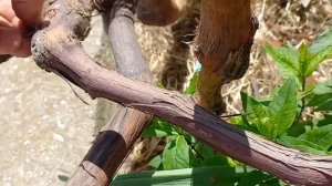 попытка привить киви на виноград