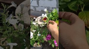 Как из черенка вырастить огромный куст петуньи