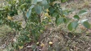 груша, сорт Чижовская