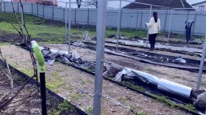 Весенние работы на винограднике.