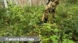 САЖАЮ ЛЕСНУЮ МАЛИНУ