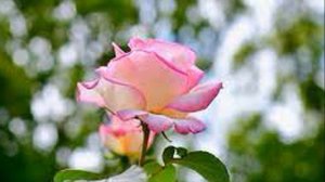 Роза Принцесса Монако — Воплощение Королевской Элега