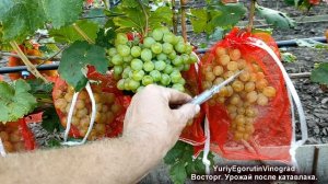 🍇 Восторг! СУПЕРНАДЕЖНЫЙ СОРТ ВИНОГРАДА. За 25 лет ни т
