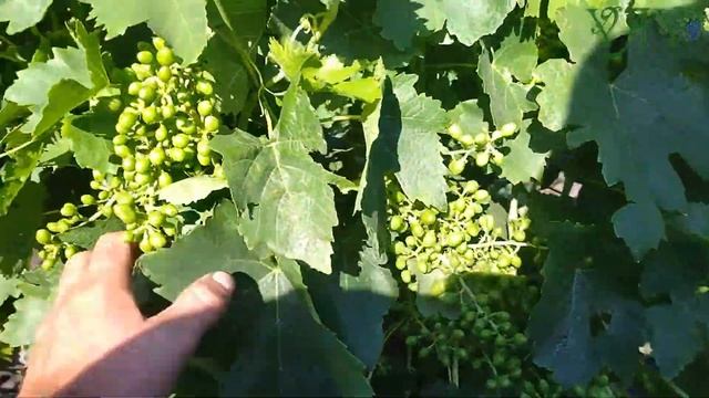 Подарок Несветая на 20.06.22 смотреть онлайн