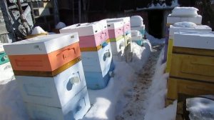 ульи BienenHaus ( биненхаус ) на пасеке - про установку весен