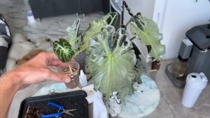 КАК ЗАРАБОТАТЬ НА СВОИХ РАСТЕНИЯХ?💵 АЛОКАЗИЯ ВЕНОМ - ?