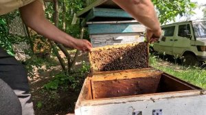 ✅ Как Подсадить Неплодную Матку Пчелам! #пчеловодство