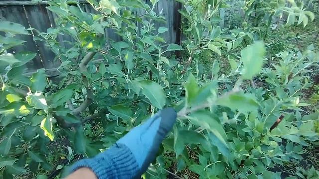 Урок по летней обрезке семечковых . Как заставить ябло смотреть онлайн