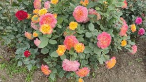 Роза Гартеншпасс, Gartenspass