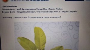 Филодендроны Лимон лайм, Малай Голд, Голди Лок, Золота?