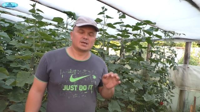 Почему листовые обработки не работают? Ошибки дачнико