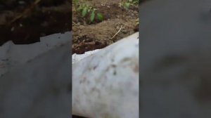 Посадка помидор по методу Маслова.