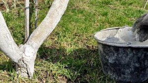 ПОБЕЛКА ДЕРЕВЬЕВ. ЗАЛЕЧИВАЕМ СРЕЗЫ. ПРОСТЕЙШИЙ СПОСОБ