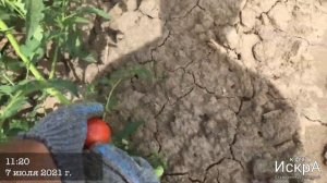 Томат подвой Граундфорс (Саката)