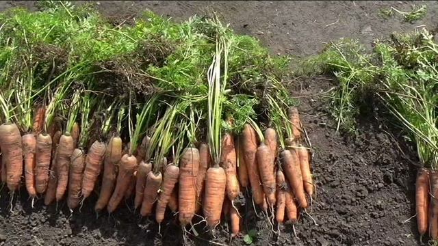 Урожай моркови