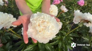 Gladys Hodson peony. Глэдис Ходсон пион. Пулков сад (2025 г.)