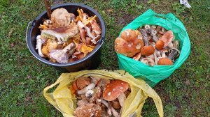 Сбор Грибов. Сентябрь2025