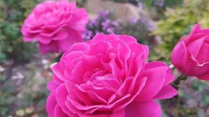 Роза Секси Парфюмелла в конце сентября Веласке Velasquez