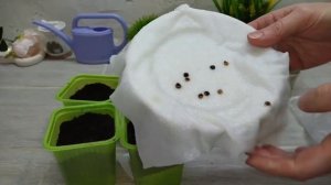 Как выращивание рассады превращает детей в юных садов