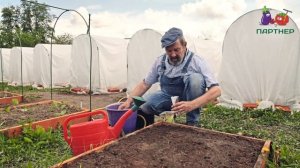 Как сеять семена салата