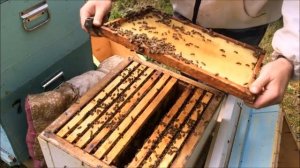 Ссыпал 3 семьи в один улей. Как прошло объединение 2 рое