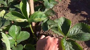 Почему советские сорта клубники лучше импортных? [КЛУ?