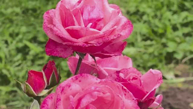 Цветы под классику: неоконченная история... смотреть онлайн