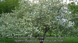 Куда должна смотреть прививка при посадке яблони