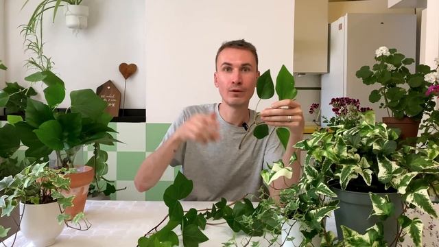 Теневыносливое растение Плющ / Хедера. Секреты ухода смотреть онлайн