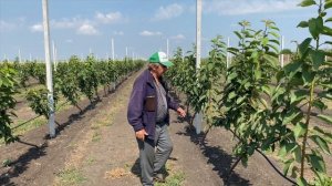 Мастер-класс: Как посадить черешневый и яблоневый сад