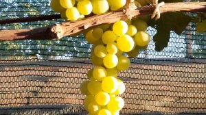 Виноград Индиана.