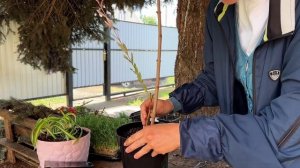 КАК СДЕЛАТЬ ШТАМБ?  ИВА ХАКУРО НИШИКИ/ ВПЕРВЫЕ ФОРМИРУ?