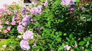 Обзор трех сиреневых сортов  Квиксильвер,Рейни блю,Те?