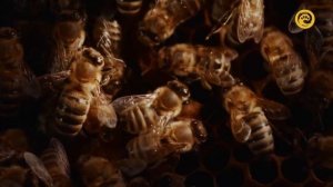 Пропала матка. Что делать? Период - ранняя весна. Пасек?