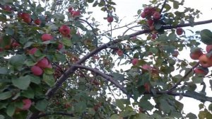 Зимний шафран Яблоня, 2024