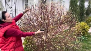 Шар на штамбе из дёрена белого Элегантиссимa