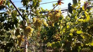 сорт. винограда Дружба  универсальный 29.09.23г.