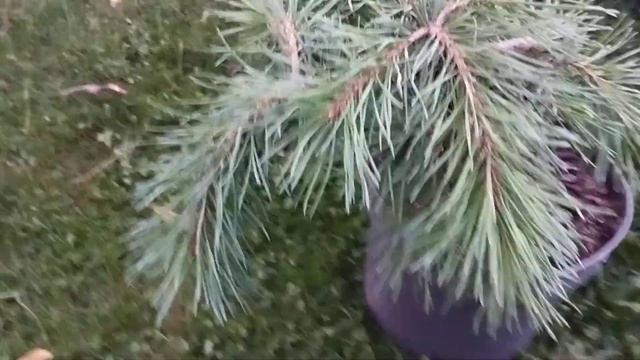 Хвойные новинки смотреть онлайн