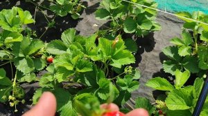 Земляника ксд сорта НЭНСИ! Удачная моя новинка! Омск, 22