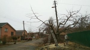 Обрезка черешни СТАРОЙ, или ОМОЛОЖЕНИЕ черешни.