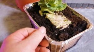 КАПУСТА из КОЧЕРЫЖКИ