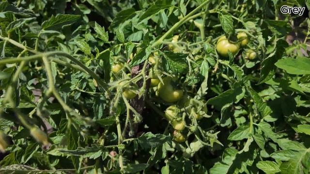 Подвязка Огурцов в Открытом Грунте.