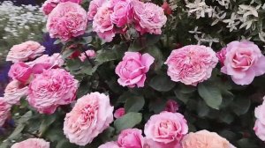 Роза " Мияби"