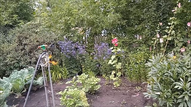 Собрала фасоль,гусениц и посадила викторию...